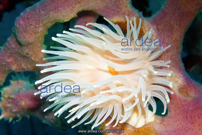 : White gorgonian wrapper (Nemanthus annamensis) : White gorgonian wrapper (Nemanthus annamensis)