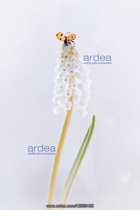 : White grape hyacinth : White grape hyacinth