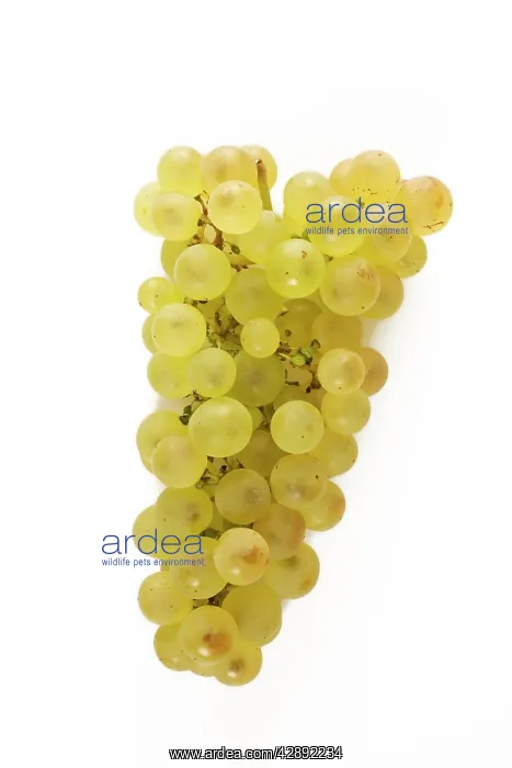  : White Grapes - Chasselat