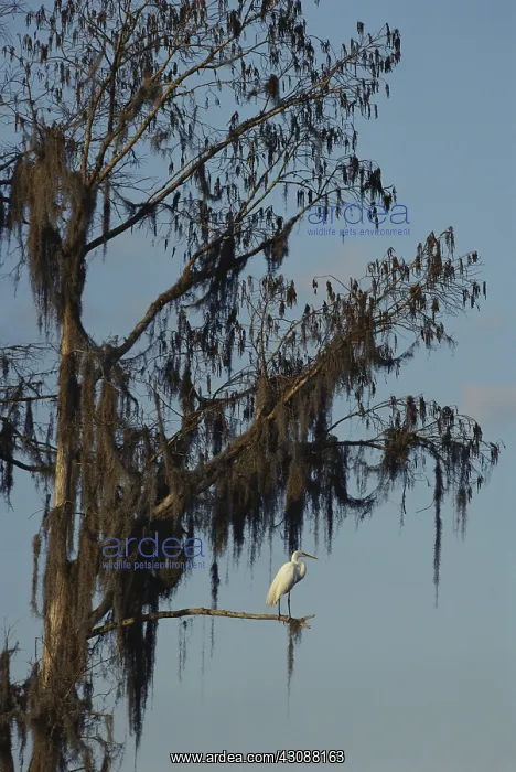 : White Great Blue Heron : White Great Blue Heron