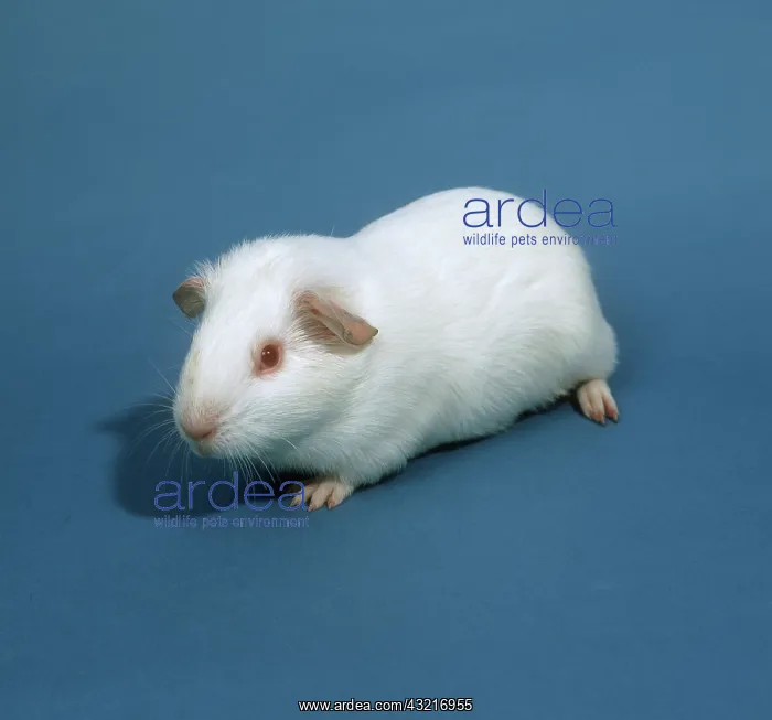 : White guinea pig : White guinea pig