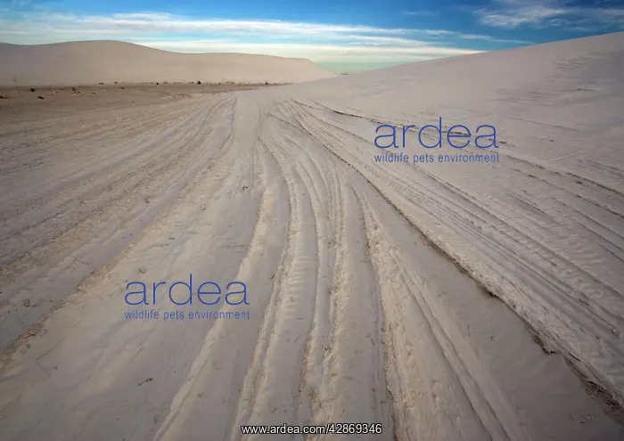 : White Gypsum Dunes - sculpted by the wind, showing : White Gypsum Dunes - sculpted by the wind, showing