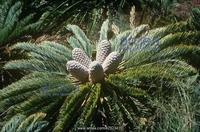 : White-haired Cycad : White-haired Cycad