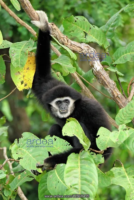 : White-handed Gibbon : White-handed Gibbon