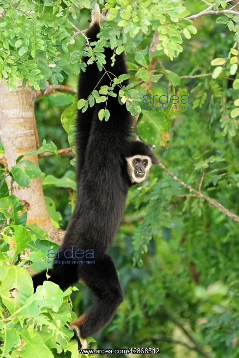 : White-handed Gibbon : White-handed Gibbon