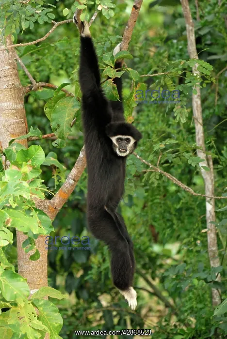 : White-handed Gibbon : White-handed Gibbon