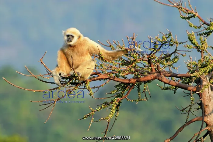 : White-handed Gibbon : White-handed Gibbon