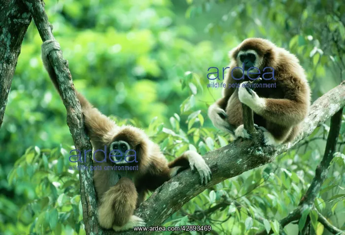 : White-handed Gibbon : White-handed Gibbon