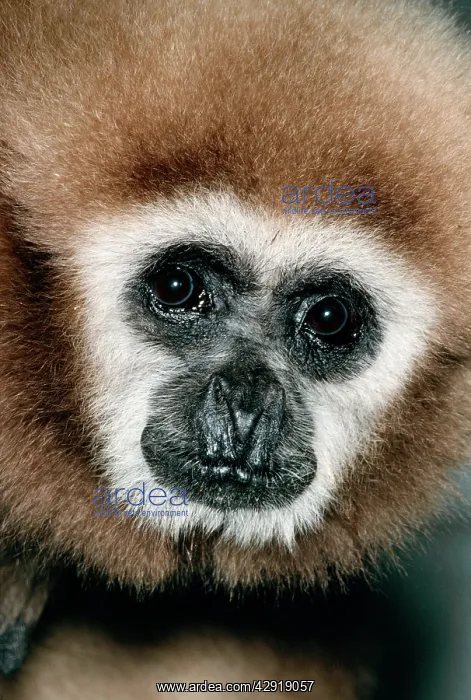 : White-handed Gibbon : White-handed Gibbon