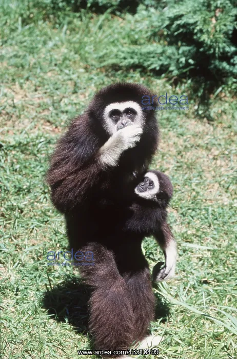 : WHITE HANDED GIBBON - adult standing with baby : WHITE HANDED GIBBON - adult standing with baby