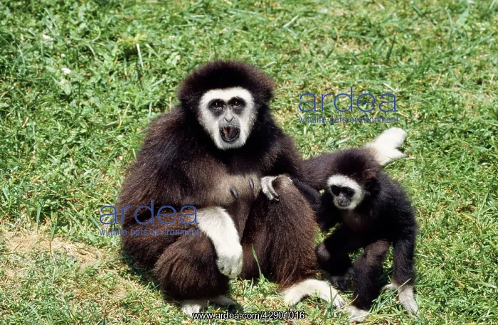 : White-handed Gibbon - & baby : White-handed Gibbon - & baby