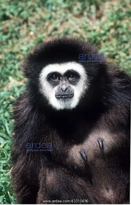 : WHITE HANDED GIBBON - close-up of upper torso : WHITE HANDED GIBBON - close-up of upper torso