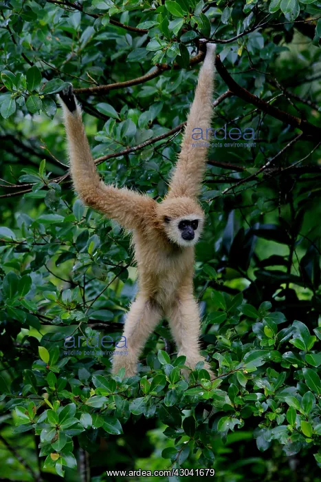  : White-handed Gibbon female 060
