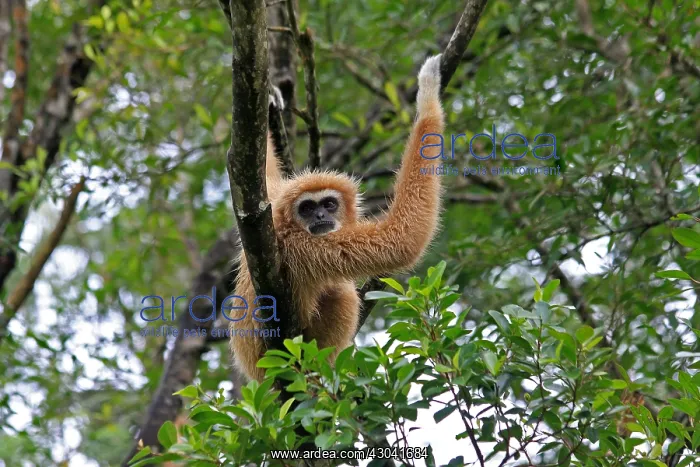  : White-handed Gibbon female 065