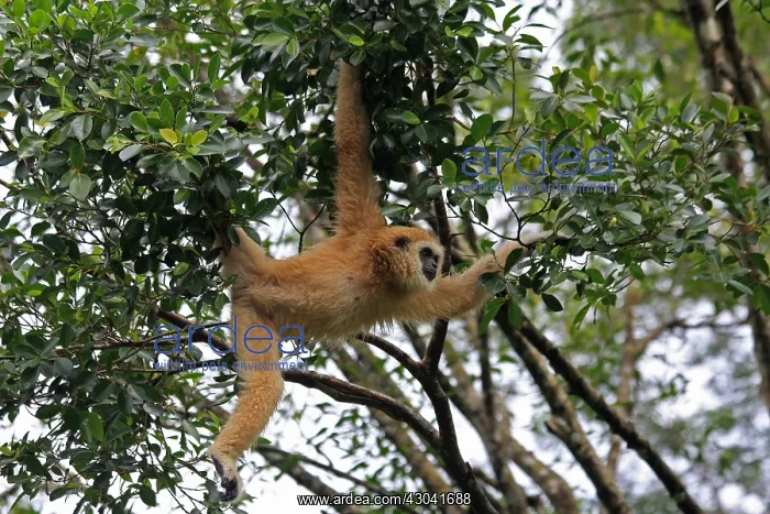  : White-handed Gibbon female 085