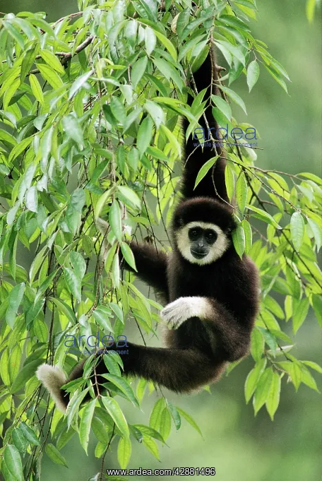 : White-handed Gibbon - hanging in tree : White-handed Gibbon - hanging in tree
