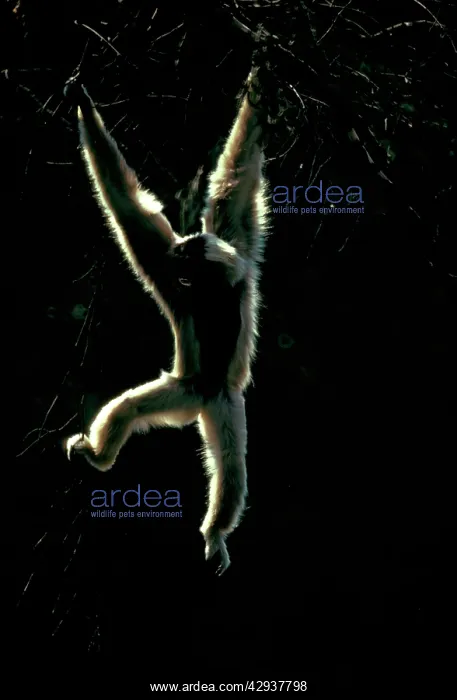 : White-handed gibbon (Hylobates lar). Sabah, Borneo, Malaysia : White-handed gibbon (Hylobates lar). Sabah, Borneo, Malaysia