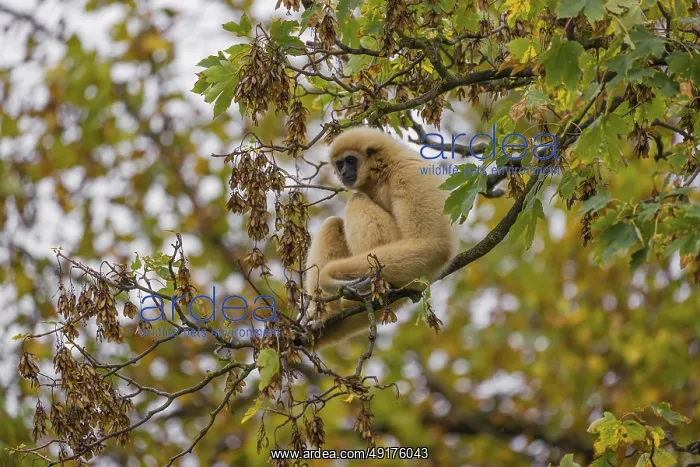 : A White-handed gibbon, Hylobates lar : A White-handed gibbon, Hylobates lar