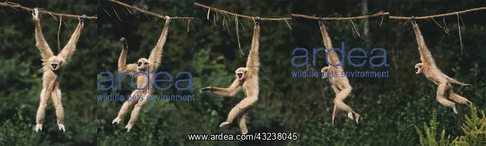 : White-Handed Gibbon (hylobates lar), Adult Hanging : White-Handed Gibbon (hylobates lar), Adult Hanging