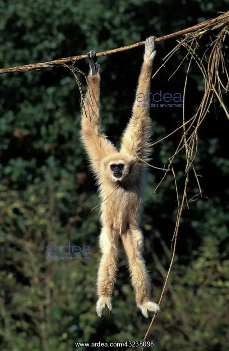 : WHITE-HANDED GIBBON (hylobates lar), ADULT HANGING : WHITE-HANDED GIBBON (hylobates lar), ADULT HANGING