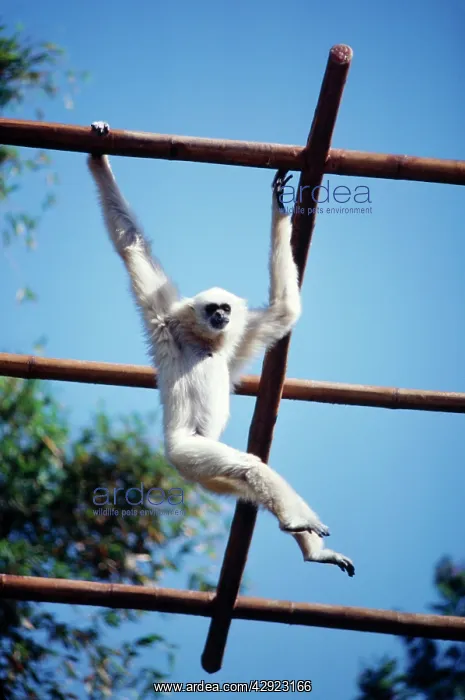 : White-handed Gibbon - light phase : White-handed Gibbon - light phase