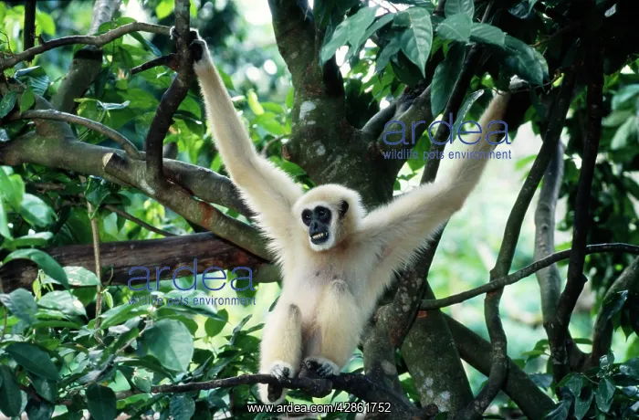 : White-Handed GIBBON - male, hanging in tree : White-Handed GIBBON - male, hanging in tree