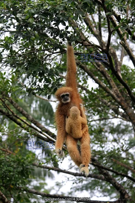 : White-handed Gibbon mother and young White-handed : White-handed Gibbon mother and young White-handed
