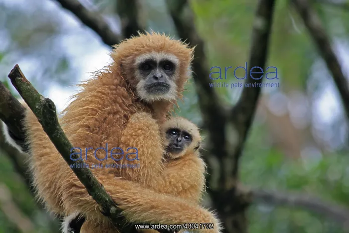 : White-handed Gibbon mother and young White-handed : White-handed Gibbon mother and young White-handed