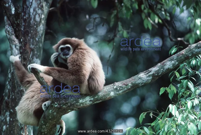: WHITE-HANDED GIBBON - sits in tree : WHITE-HANDED GIBBON - sits in tree