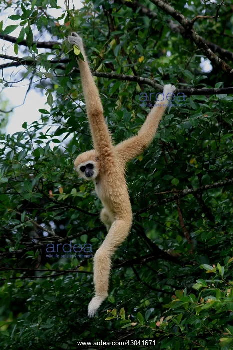  : White-handed Gibbon White-handed Gibbon