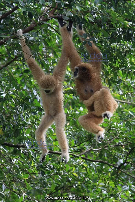  : White-handed Gibbon White-handed Gibbon