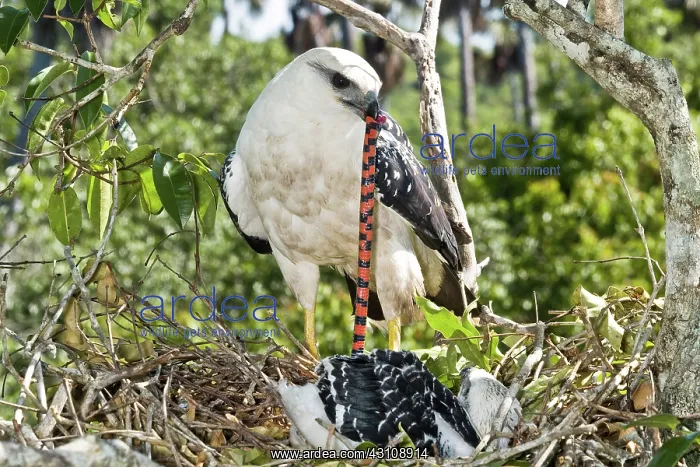 : White Hawk feeding snake to nestling : White Hawk feeding snake to nestling