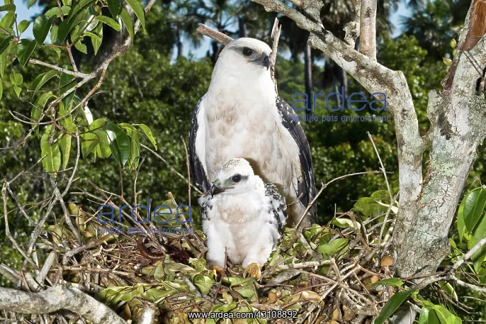 : White Hawk with nestling : White Hawk with nestling