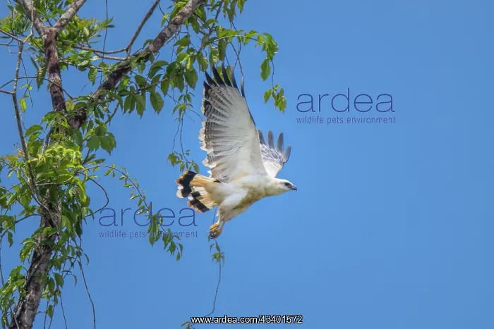 : White Hawk perching in roadside tree : White Hawk perching in roadside tree