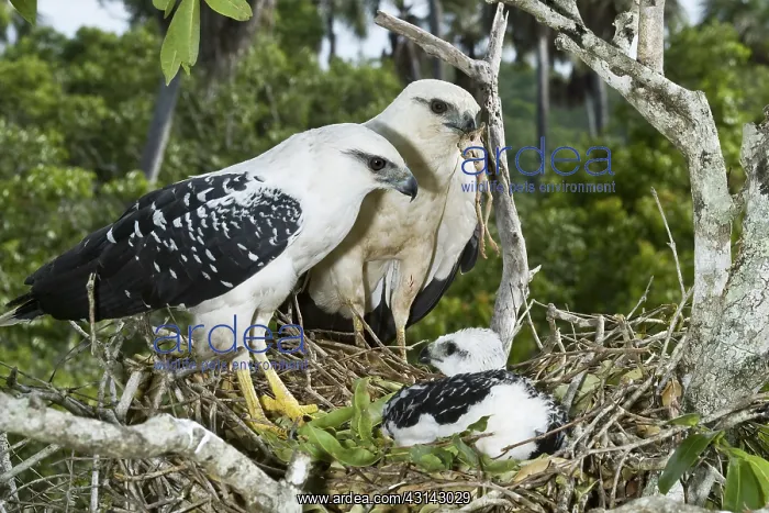 : White Hawks with chick : White Hawks with chick