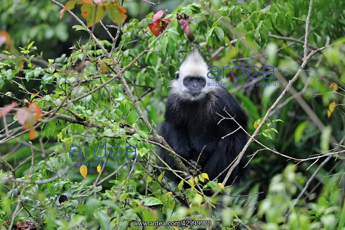 : White-headed Black Leaf Langur / White-capped Black : White-headed Black Leaf Langur / White-capped Black