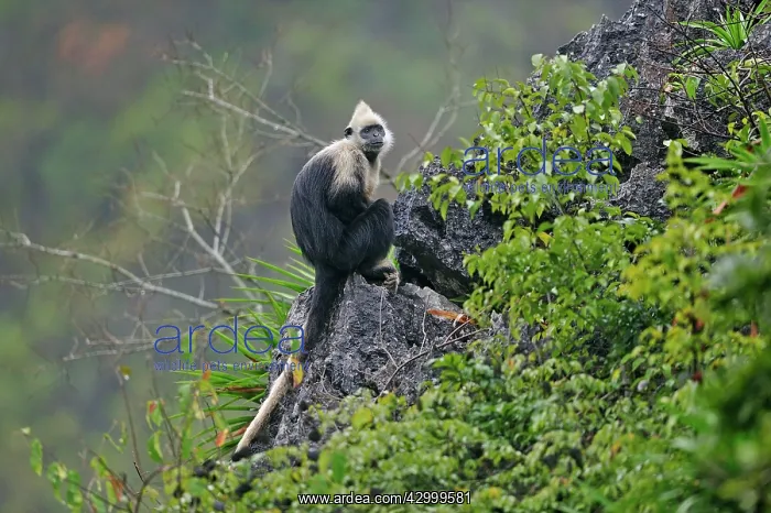 : White-headed Black Leaf Langur  /  White-capped Black