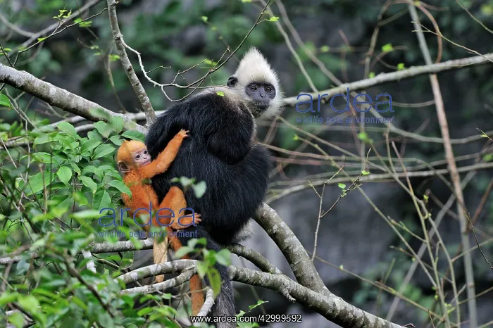 : White-headed Black Leaf Langur / White-capped Black : White-headed Black Leaf Langur / White-capped Black