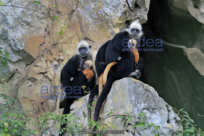 : White-headed Black Leaf Langur / White-capped Black : White-headed Black Leaf Langur / White-capped Black