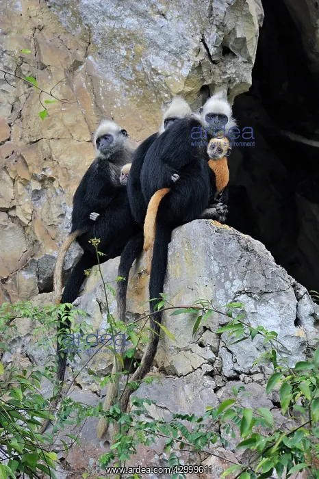 : White-headed Black Leaf Langur / White-capped Black : White-headed Black Leaf Langur / White-capped Black