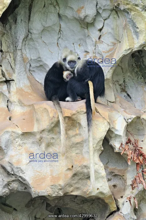 : White-headed Black Leaf Langur / White-capped Black : White-headed Black Leaf Langur / White-capped Black