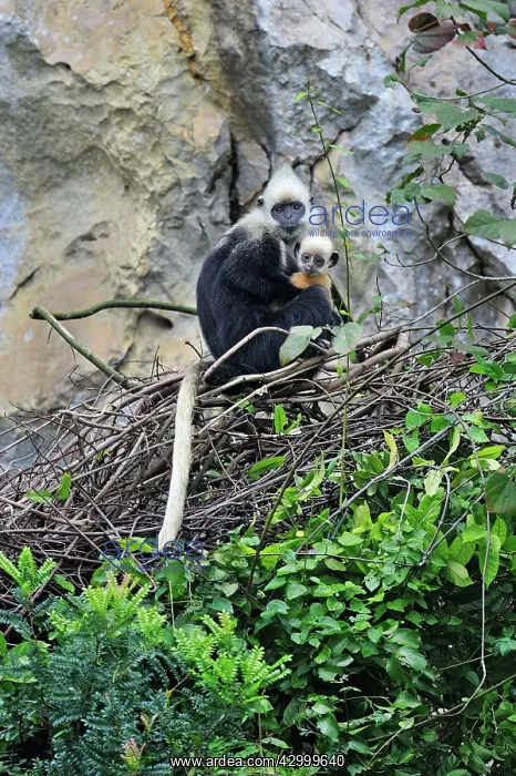: White-headed Black Leaf Langur / White-capped Black : White-headed Black Leaf Langur / White-capped Black