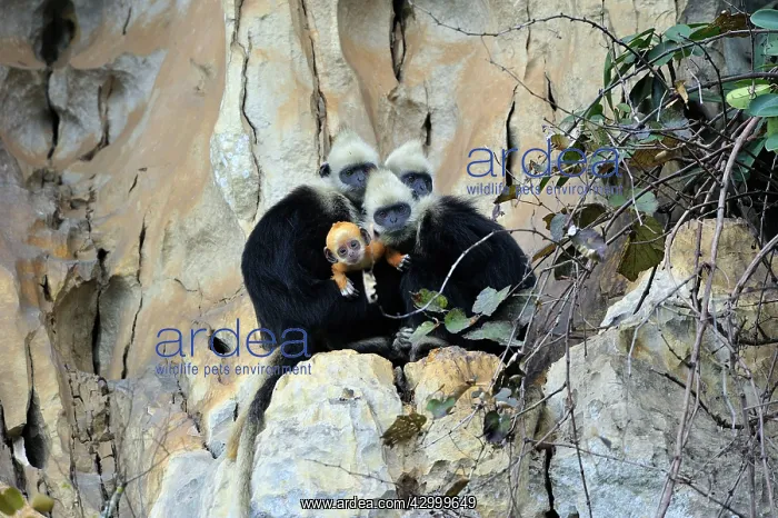 : White-headed Black Leaf Langur / White-capped Black : White-headed Black Leaf Langur / White-capped Black