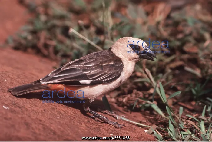 : WHITE-HEADED BUFFALO WEAVER : WHITE-HEADED BUFFALO WEAVER