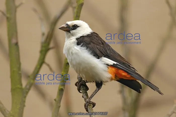  : White-headed buffalo weaver or white-faced buffalo-weaver