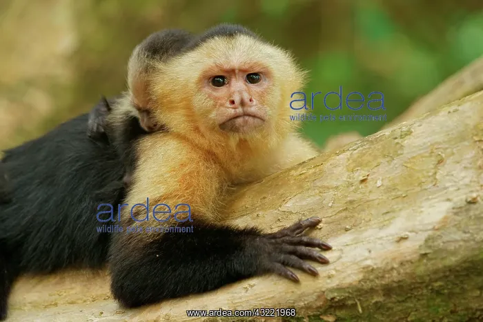  : White-headed Capuchin (Cebus capucinus), female