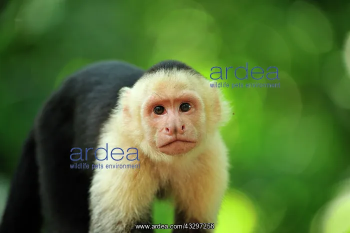 : White-headed Capuchin / White-faced Capuchin / White-throate : White-headed Capuchin / White-faced Capuchin / White-throate