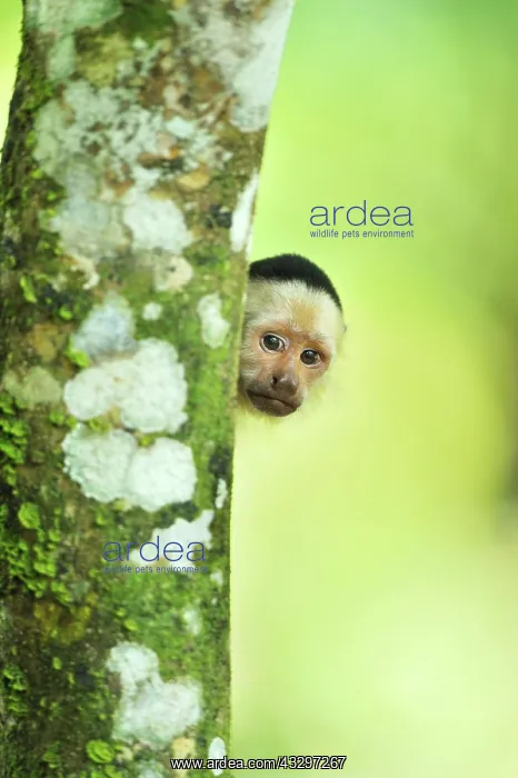: White-headed Capuchin / White-faced Capuchin / White-throate : White-headed Capuchin / White-faced Capuchin / White-throate