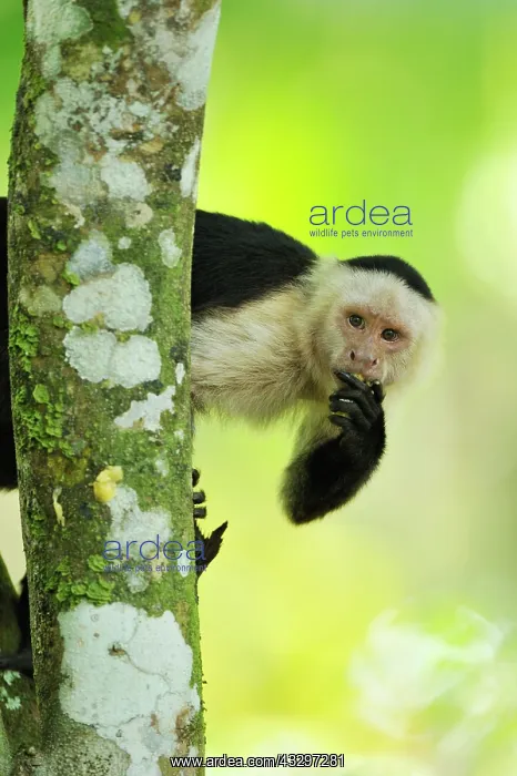 : White-headed Capuchin / White-faced Capuchin / White-throate : White-headed Capuchin / White-faced Capuchin / White-throate