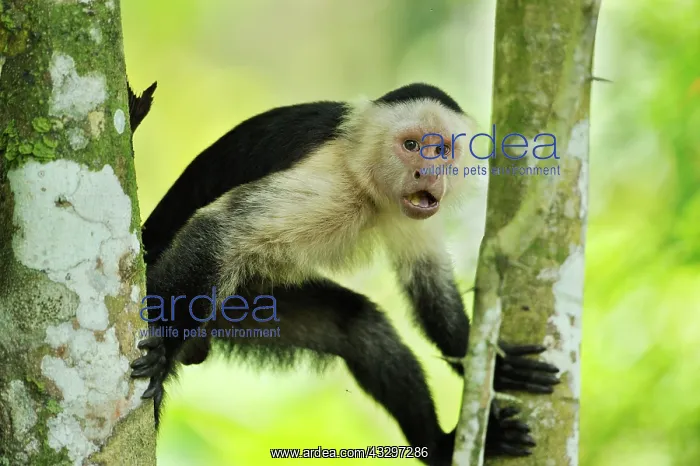 : White-headed Capuchin / White-faced Capuchin / White-throate : White-headed Capuchin / White-faced Capuchin / White-throate